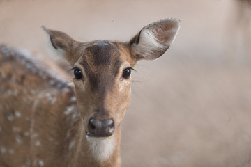 portrait of a deer