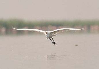 seagull in flight