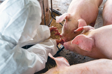 PIG FARM - 264369768