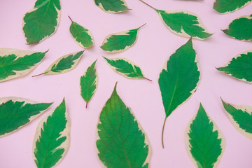 Fototapeta na wymiar Juicy bright saturated greenery on a pink background. The large leaves of the flower.