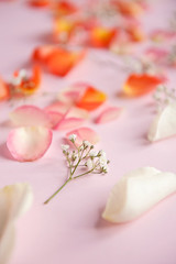 Fototapeta na wymiar Orange, rose, and white roses petals on the pink background