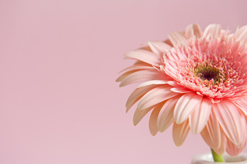 Pink light Gerbera flower on the pink light background