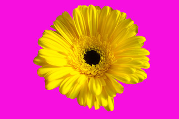 Beautiful daisy gerbera flower on a pink background