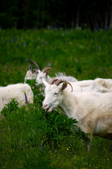 A herd of sheep grazing in a meadow, eating grass and plants.