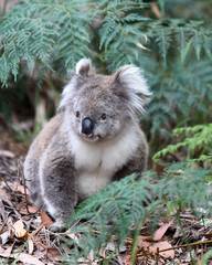 Freilebender Koala in Australien