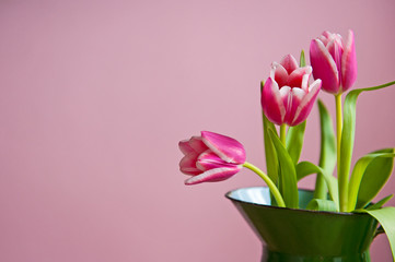 Pink tuplis flowers in green vase on the pink background