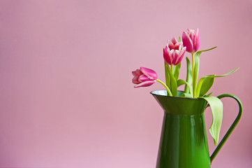 Pink tuplis flowers in green vase on the pink background