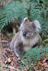 Freilebender Koala in Australien