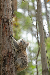 Freilebender Koala in Australien