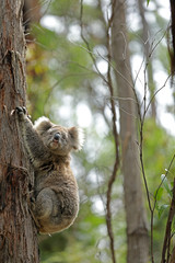 Freilebender Koala in Australien