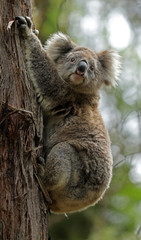 Freilebender Koala in Australien