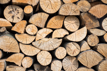 Fototapeta premium Pile of wood logs ready for winter.
