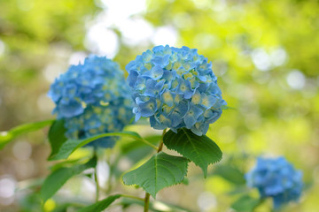 アジサイ