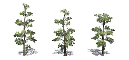 Set of Eastern White Pine trees with shadow on the floor - isolated on a white background