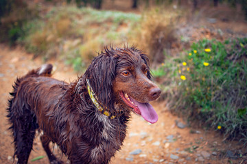 Brown hunting dog of the munsterlander breed small.