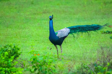 Obraz premium peacock in the park
