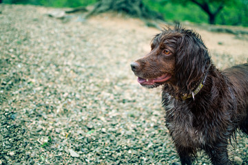 Brown hunting dog of the munsterlander breed small.