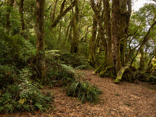 Fototapeta na wymiar Temperate Rain Forest