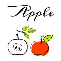 Apple fruit hand drawn vector illustration set isolated on white background. Vegan organic food hand drawn sketch with black and white colors.