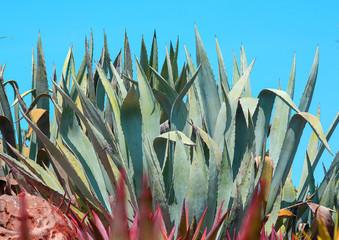 Succulent agave and aloe vera plants