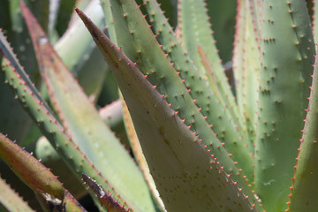 Succulent agave and aloe vera plants