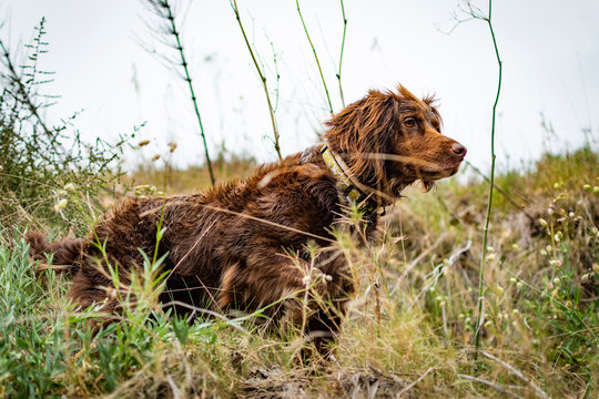 Brown hunting dog of the munsterlander breed small.