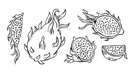 Fototapeta premium Dragonfruit or pitahaya, graphic black and white drawing, fruit set.