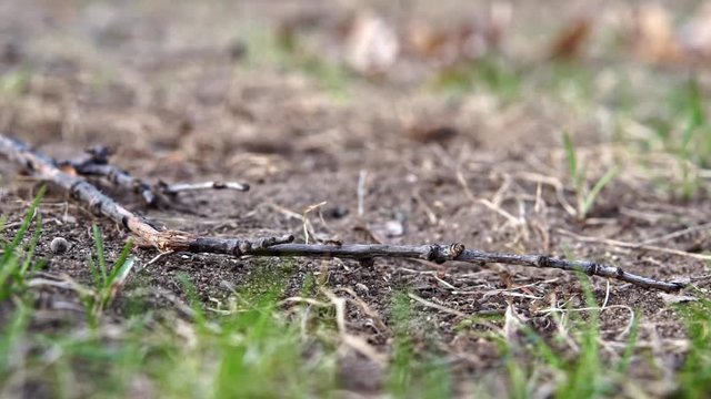 Ant Running Across Stick