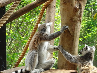 lemur 