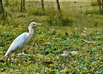 swan moving around in a park in India.