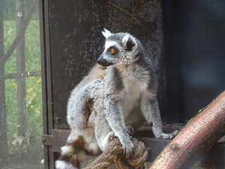 lemur