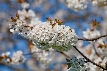 White Cherry Flowers at Blossom in Spring