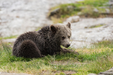Closeup portrait of cub brown bear sitting without mother. Ursus arctos beringianus. Kamchatka bear.