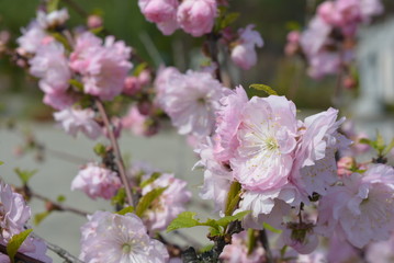 Beautiful bright pink flowers of the almond tree, pink sakura, decorative almond tree with a luxurious view of buds.