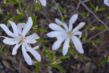 Very original flowers with beautiful oblong leaves and bright white flowers, stichwort.