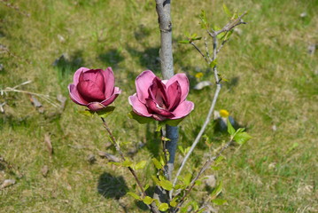 Beautiful flowers of a gentle purple magnolia tree on a grassy background, buds and magnolia flowers.