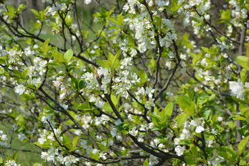 Fototapeta na wymiar Spring flowers and trees, flowering cherry trees, a lot of white flowers on the branches and tree trunks in the spring sun