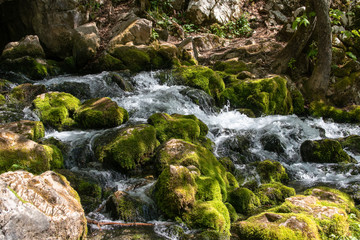 Naklejka na ściany i meble Mountain river with streams like small waterfalls in the forest. Wellhead of river Grza in Serbia in spring.