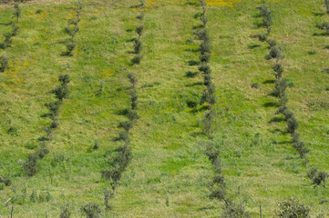 Valley with olive trees