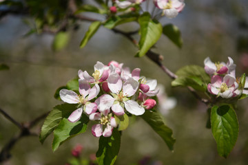 melo in fiori meli 