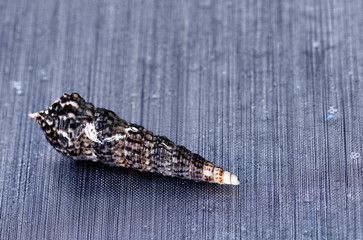 two rings on a black background