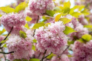 Hanami - Cherry Blossom