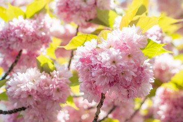 Hanami - Cherry Blossom