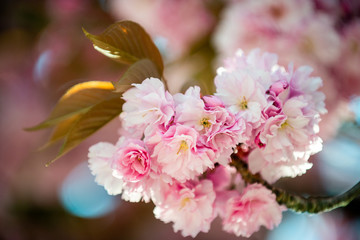 Hanami - Cherry Blossom