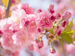 close up beautiful perfect blooming pink sakura cherry blossom or Japanese cherry Prunus serrulata flower tree branch, selective focus, sun light, natural floral spring background