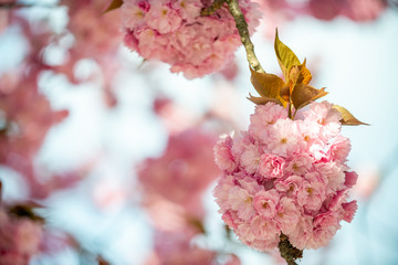Hanami - Cherry Blossom