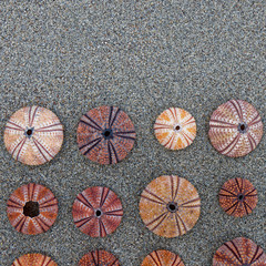 colorful redish sea shells on wet sand top view close up, space for text