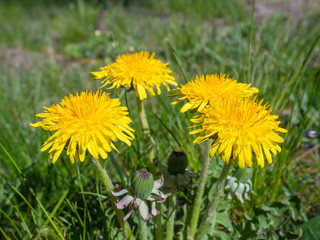 bunch of macro close up yellow dandelion on lush green grass, selective focus