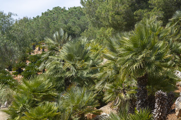 Mallorca endemic fan palm Chamaerops humilis