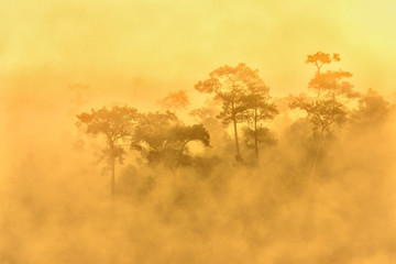Plakat golden forest with fog and sunlight